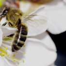 Almond blossom Bee